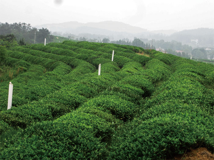 湖北保健茶加工 湖北保健茶加工