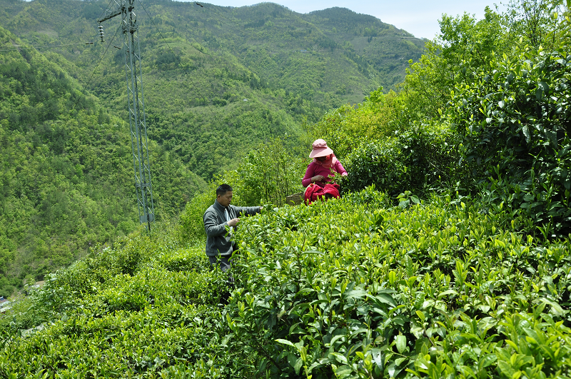 红安有机茶园