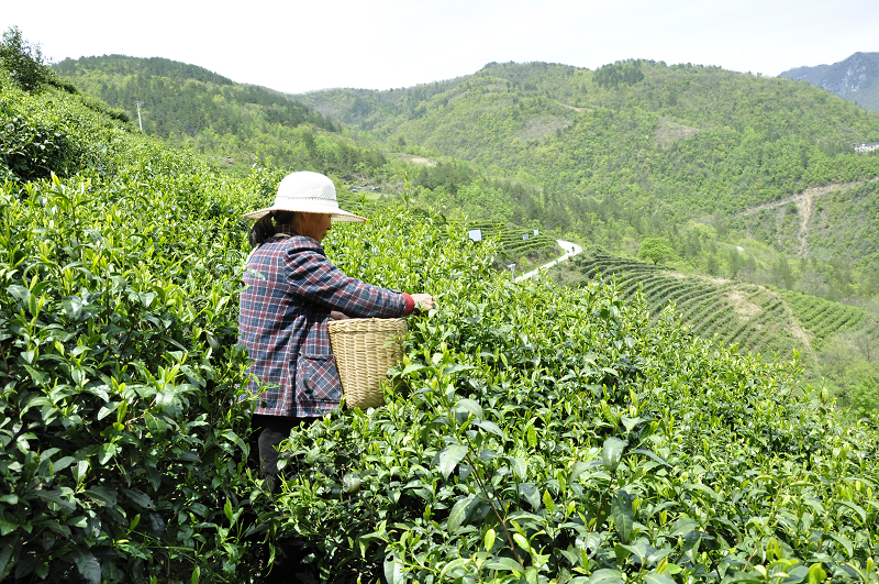 红安有机茶园